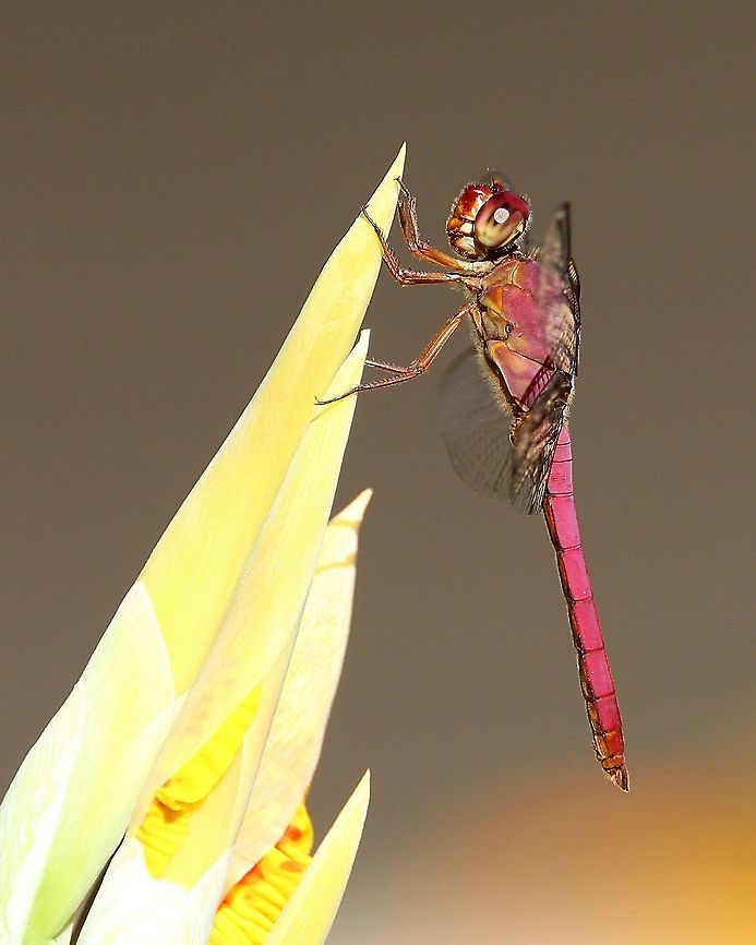 Carmine Skimmer (Orthemis discolor) A Carmine Skimmer dragonfly on the flower of a Canna Lily plant. Animalia,Animals,Caribbean,Carmine Skimmer,Dragonfly,Insecta,Insects,Invertebrates,Orthemis discolor,Trinidad and Tobago