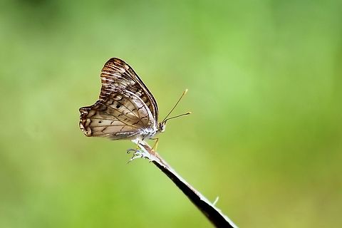 White Peacock (Anartia jatrophae) A White Peacock butterfly on a small twig, in 33 degree weather with no cloud cover of course.  Anartia jatrophae,Animalia,Animals,Butterfly,Caribbean,Insecta,Insects,Trinidad and Tobago,White Peacock