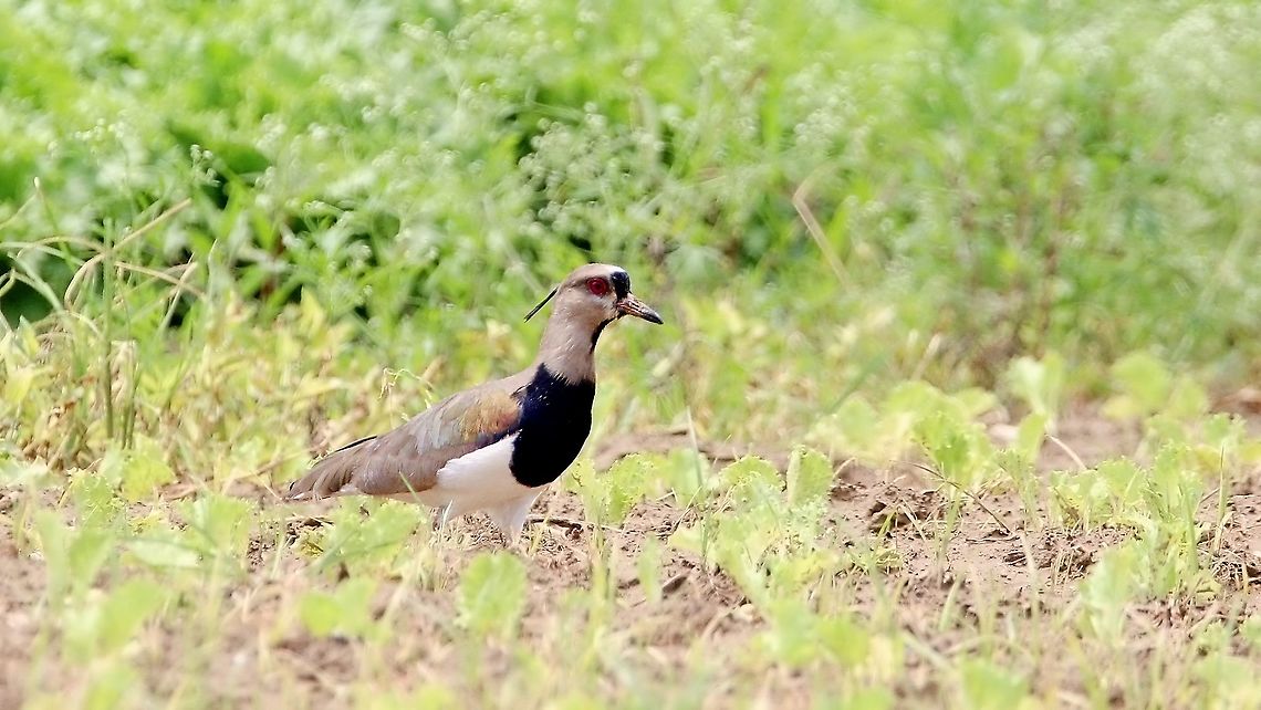 Southern Lapwing (Vanellus chilensis) A Southern Lapwing on a lettuce farm, having a bite. Animalia,Animals,Birds. Aves,Caribbean,Southern Lapwing,Trinidad and Tobago,Vanellus chilensis