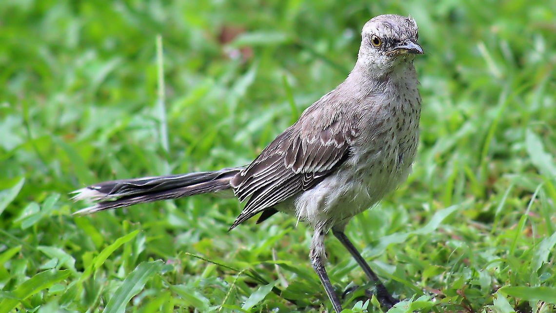 Tropical Mockingbird (Mimus gilvus) An adult Tropical Mockingbird on our lawn, photo was shot through a window while sitting on the couch lol. Animalia,Animals,Aves,Birds,Caribbean,Mimus gilvus,Trinidad and Tobago,Tropical Mock,Tropical Mockingbird