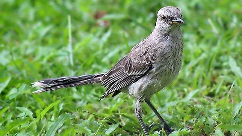 Tropical Mockingbird (Mimus gilvus) An adult Tropical Mockingbird on our lawn, photo was shot through a window while sitting on the couch lol. Animalia,Animals,Aves,Birds,Caribbean,Mimus gilvus,Trinidad and Tobago,Tropical Mock,Tropical Mockingbird