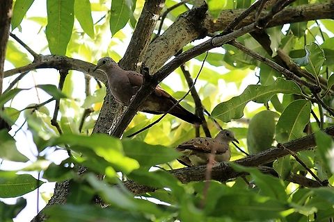Ruddy Ground Dove (Columbina talpacoti) A pair of Ruddy Ground Doves on a mango tree.  Animalia,Animals,Aves,Birds,Caribbean,Columbina talpacoti,Ruddy Ground Dove,Ruddy ground dove,Trinidad and Tobago