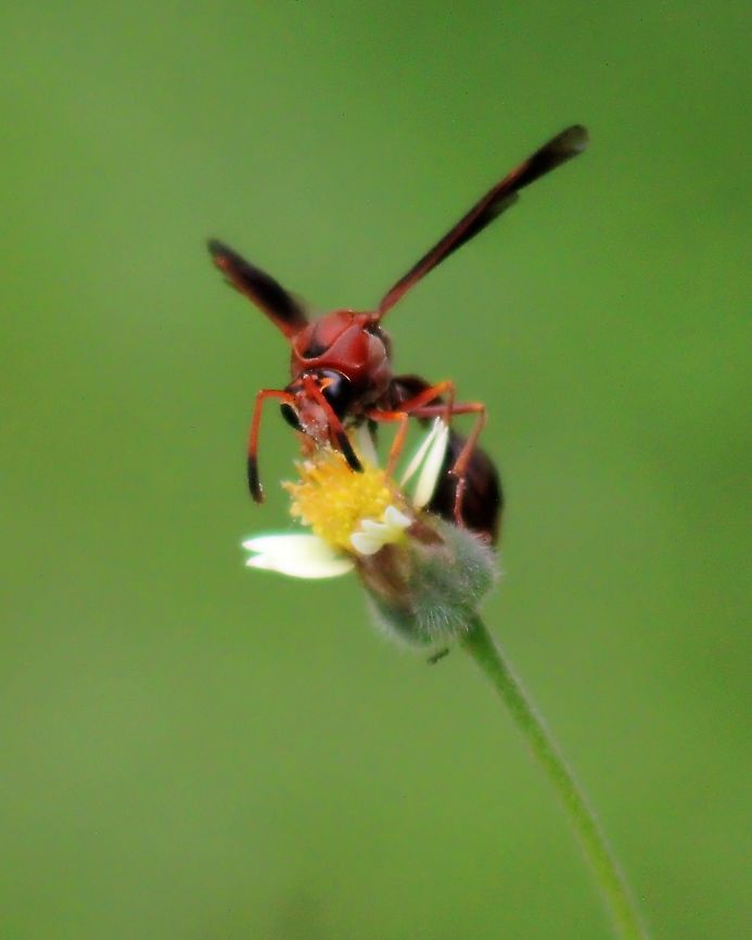 Polistes lanio A wasp known locally in Trinidad and Tobago as the Jack Spaniard. This species has possibly stung every adult in Trinidad, and is particularly popular in the southern half of the island. I would additionally like to apologise for the poor quality of this image as when I took it I had not yet owned extension tubes or have any photographic skill. Animalia,Animals,Caribbean,Insecta,Insects,Jack Spaniard,Polistes lanio,Trinidad and Tobago,Wasps