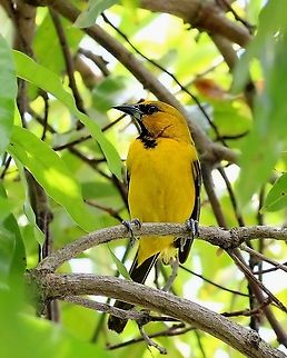 Yellow Oriole (Icterus nigrogularis) A Yellow Oriole in our mango tree. The best thing about this bird is that you usually see it on a regular basis, despite it being a shy species. Animalia,Animals,Aves,Birds,Caribbean,Icterus nigrogularis,Trinidad and Tobago,Yellow Oriole