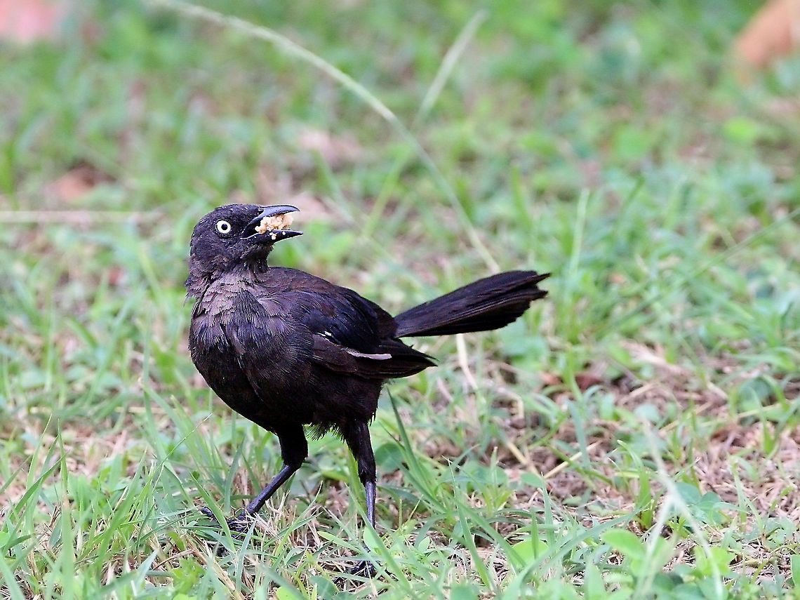 Carib Grackle (Quiscalus lugubris) A Carib Grackle having a snack on what seemed like the cloudiest day ever. These passerine birds are the most common birds on the twin island nation of Trinidad and Tobago. Rarely do you see these birds in the wild, however they are in large numbers in urban and suburban areas. Animalia,Animals,Aves,Birds,Carib Grackle,Carib grackle,Caribbean,Quiscalus lugubris,Trinidad and Tobago