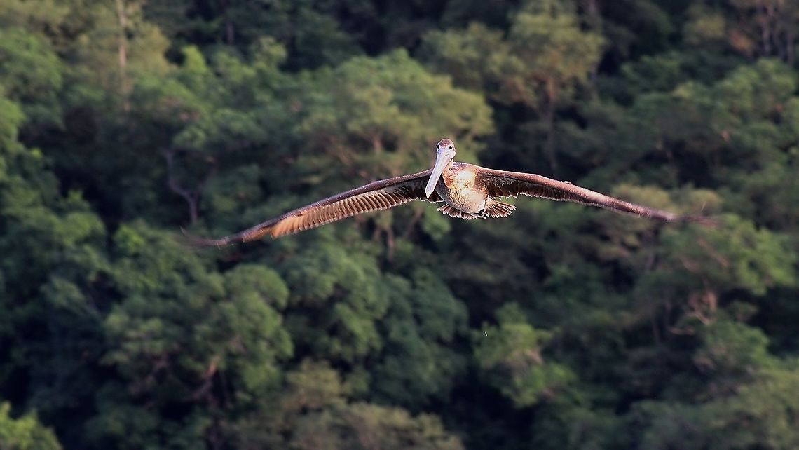 Brown Pelican (Pelecanus occidentalis) A juvenile Brown Pelican flying away from the sunlight. This photo was taken last year on my kit lens. Animalia,Animals,Aves,Birds,Brown Pelican,Brown pelican,Caribbean,Pelecanus occidentalis,Trinidad and Tobago