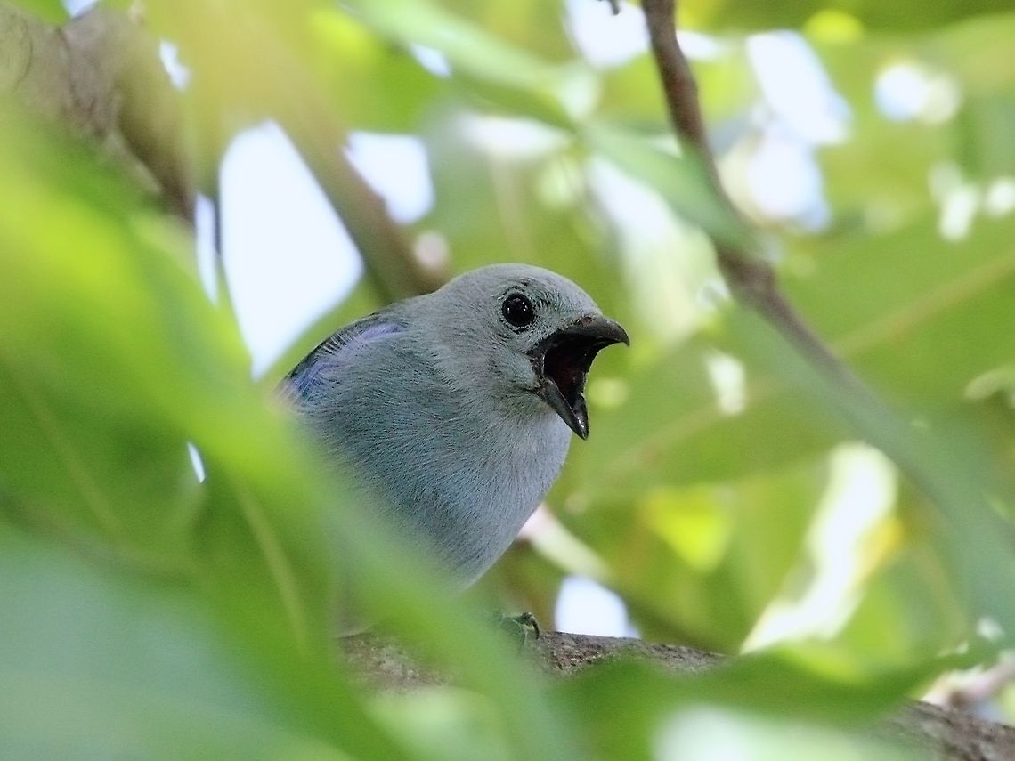 Blue-Gray Tanager (Thraupis episcopus) A Blue-Gray Tanager singing, although it looks as if it&#039;s screaming. I took this photo earlier this month while doing a balancing act on a small ledge near our patio area, in an effort to get a view of the bird through the dense leaves. Animalia,Animals,Aves,Birds,Blue Gray Tanager,Blue-gray tanager,Caribbean,Thraupis episcopus,Trinidad and Tobago