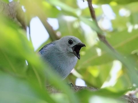 Blue-Gray Tanager (Thraupis episcopus) A Blue-Gray Tanager singing, although it looks as if it's screaming. I took this photo earlier this month while doing a balancing act on a small ledge near our patio area, in an effort to get a view of the bird through the dense leaves. Animalia,Animals,Aves,Birds,Blue Gray Tanager,Blue-gray tanager,Caribbean,Thraupis episcopus,Trinidad and Tobago