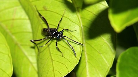 Cockroach Egg Parasitoid Wasp (Evania appendigaster) A Cockroach Egg Parasitoid Wasp, a common sight indoors here in Trinidad. Animalia,Animals,Caribbean,Cockroach Egg Parasitoid Wasp,Evania appendigaster,Insecta,Insects,Trinidad and Tobago