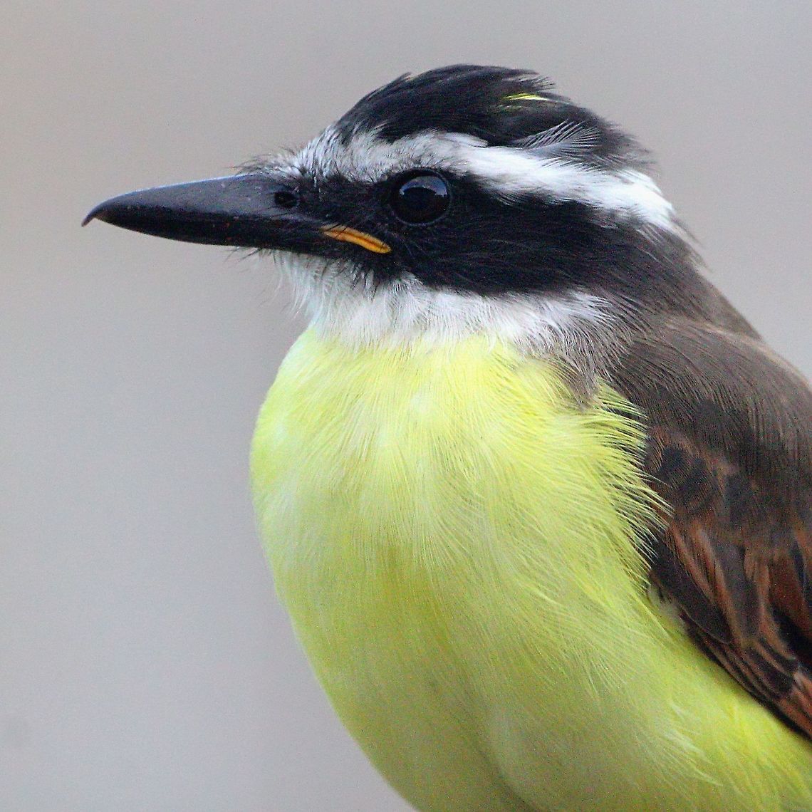 Great Kiskadee (Pitangus sulphuratus) A Great Kiskadee that was perched on a wall. Photo was taken through my bedroom window, where I also photographed many other species. Animalia,Animals,Aves,Birds,Caribbean,Great Kiskadee,Great kiskadee,Pitangus sulphuratus,Trinidad and Tobago