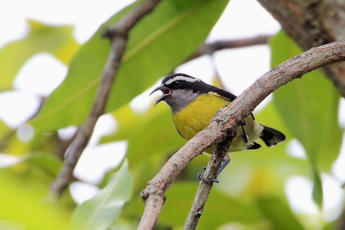 Bananaquit (Coereba flaveola ssp. luteola) A Bananaquit on a branch, singing. This photo was taken on a cloudy day in our dry season here in Trinidad and Tobago, a season where there is now regular rainfall...a true anecdotal lesson on climate change.<br />
Below is a post in which this bird had an important part to play:<br />
<a href="https://www.jungledragon.com/forum/27/wildlife_stories/899/the_triumph_of_the_bananaquit.html" rel="nofollow">https://www.jungledragon.com/forum/27/wildlife_stories/899/the_triumph_of_the_bananaquit.html</a> Animalia,Animals,Aves,Bananaquit,Birds,Caribbean,Coereba flaveola,Coereba flaveola luteola,Trinidad and Tobago