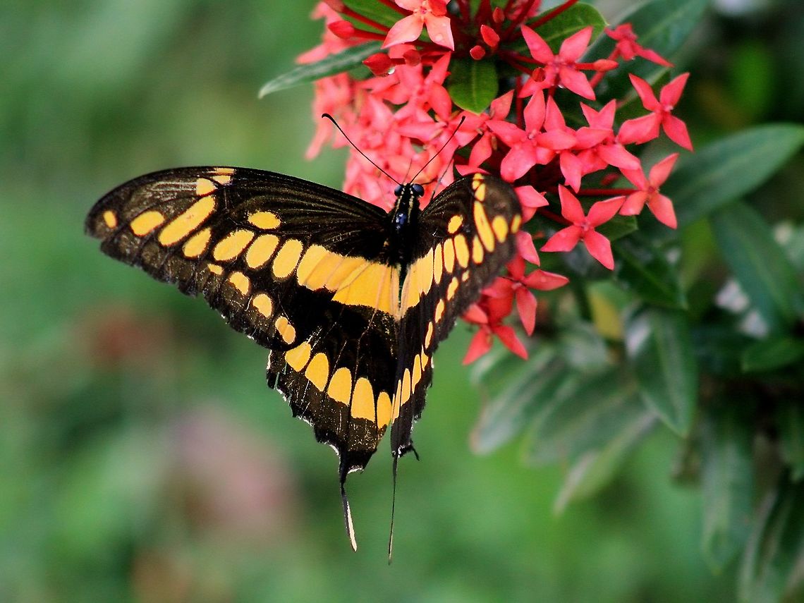 King Swallowtail (Papilio thoas) A King Swallowtail butterfly taking nectar from the flowers of the Ixora coccinea plant. Animalia,Animals,Butterflies,Caribbean,Insecta,Insects,King Swallowtail,Papilio thoas,Thoas swallowtail,Trinidad and Tobago