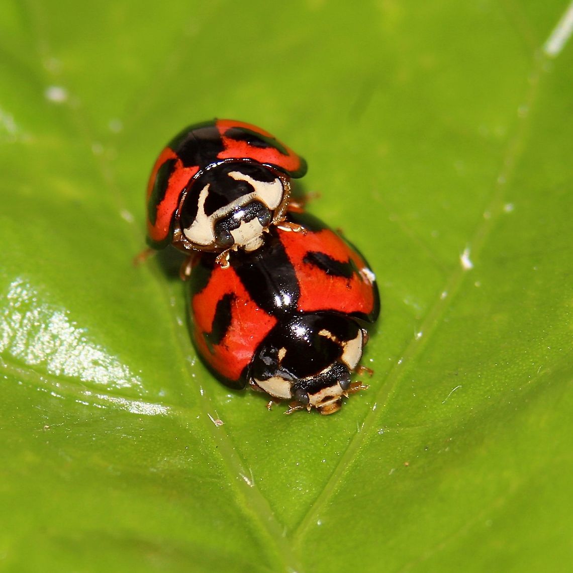 Six Spotted Zigzag Ladybird Beetles (Cheilomenes sexmaculata) A pair of Six Spotted Zigzag Ladybird Beetles on the leaf of a hibiscus tree. This photo was taken on yet another 33 degree tropical day here in the Caribbean island of Trinidad. Additionally, I&#039;ve just finished my final exams for this semester, which means more frequent posts:) Animalia,Animals,Beetles,Caribbean,Cheilomenes sexmaculata,Insecta,Insects,Six Spotted Zigzag Ladybird Beetle,Trinidad and Tobago,Zigzag Ladybird