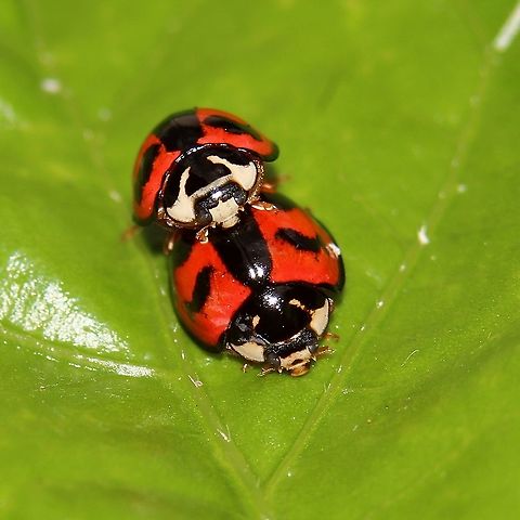 Six Spotted Zigzag Ladybird Beetles (Cheilomenes sexmaculata) A pair of Six Spotted Zigzag Ladybird Beetles on the leaf of a hibiscus tree. This photo was taken on yet another 33 degree tropical day here in the Caribbean island of Trinidad. Additionally, I've just finished my final exams for this semester, which means more frequent posts:) Animalia,Animals,Beetles,Caribbean,Cheilomenes sexmaculata,Insecta,Insects,Six Spotted Zigzag Ladybird Beetle,Trinidad and Tobago,Zigzag Ladybird