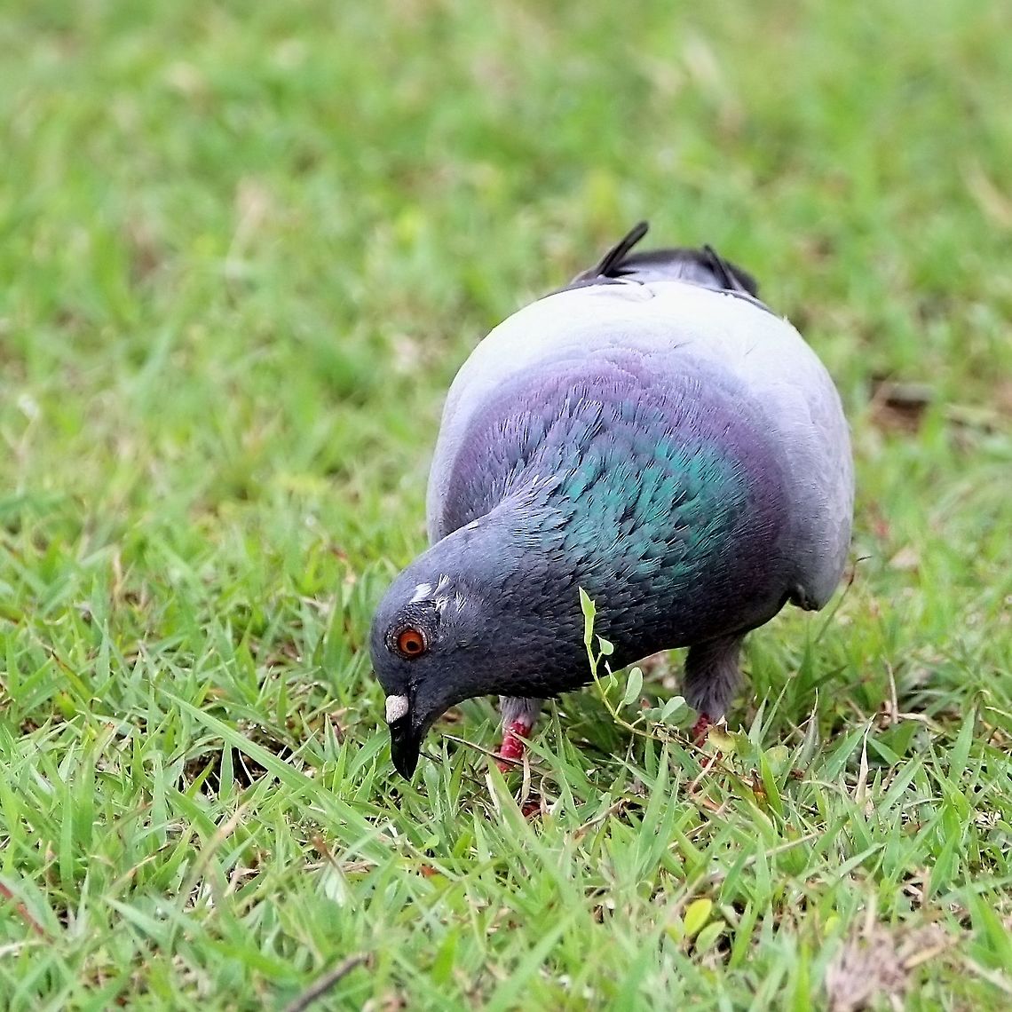 Rock Pigeon (Columba livia) A Rock Pigeon foraging for food in the grass. While possibly the most common bird in urban Trinidad, I still appreciate their brilliant green plumage on their neck, as well as the fact that they assist in cleaning our main streets in our capital city, where littering is very common. Animalia,Animals,Aves,Birds,Caribbean,Columba livia,Rock Dove,Rock Pigeon,Rock dove,Trinidad and Tobago