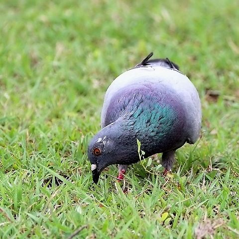 Rock Pigeon (Columba livia) A Rock Pigeon foraging for food in the grass. While possibly the most common bird in urban Trinidad, I still appreciate their brilliant green plumage on their neck, as well as the fact that they assist in cleaning our main streets in our capital city, where littering is very common. Animalia,Animals,Aves,Birds,Caribbean,Columba livia,Rock Dove,Rock Pigeon,Rock dove,Trinidad and Tobago
