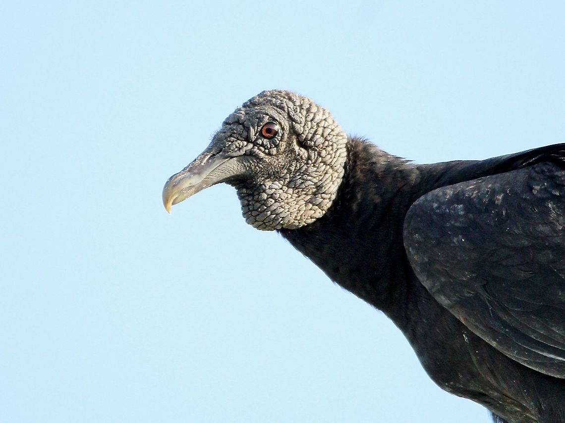 Black Vulture (Coragyps atratus) A Black Vulture I saw while taking some photos yesterday. This specimen was on a light pole and the photo was taken at a rather odd angle. Where I&#039;m from, people always refer to vultures, both the Turkey Vulture and Black Vulture as Corbeaux, however, people in my country also think any high flying bird is a vulture.  Animalia,Animals,Aves,Birds,Black Vulture,Black vulture,Caribbean,Coragyps atratus,Trinidad and Tobago