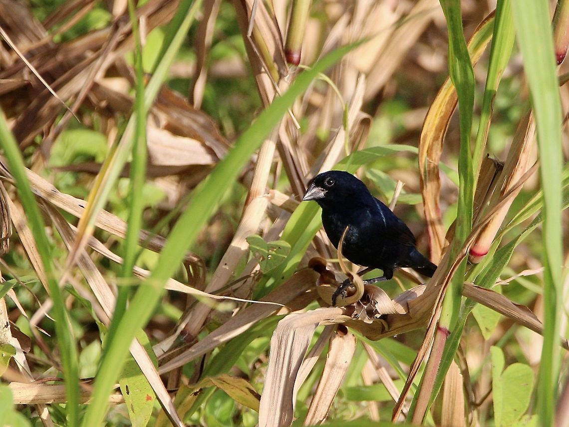 Blue Black Grassquit (Volatinia jacarina) An adult male Blue Black Grassquit sitting on a blade of grass. This photo, along with the previous one I posted was taken in a residential area, where I also saw many other species. The species of birds I saw in that small area included: Black Vultures, Short Tailed Hawk, Blue-Gray Tanagers, Palm Tanagers, Saffron Finches, Southern Lapwing, Smooth Billed Ani, Blue Black Grassquits, Striated Heron, Cattle Egret, White Winged Swallows, Green Rumped Parrotlets and Orange Winged Parrots. Animalia,Animals,Aves,Birds,Blue Black Grassquit,Blue black grassquit,Caribbean,Trinidad and Tobago,Volatinia jacarina