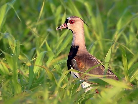 Southern Lapwing (Vanellus chilensis) A Southern Lapwing foraging for food in the grass. Another photo taken in a residential area. Animalia,Animals,Aves,Birds,Caribbean,Southern Lapwing,Trinidad and Tobago,Vanellus chilensis