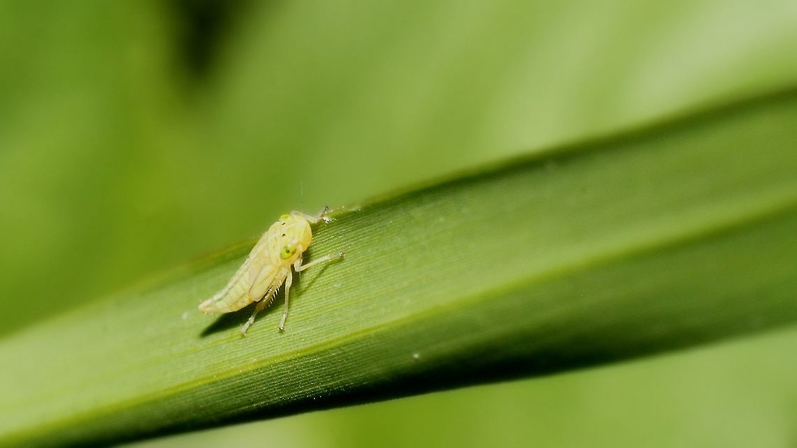 Gray Lawn Leafhopper (Exitianus exitiosus) A Gray Lawn Leafhopper sitting on a single blade of grass. This photo was taken last year on a very rainy day where these small insects were on almost every single blade of grass on our lawn. I&#039;m sorry about the partially blurry photo quality as this subject was about a millimetre in length and a bit difficult to keep a still focus on. Animalia,Animals,Caribbean,Exitianus exitiosus,Gray Lawn Leafhopper,Gray lawn leafhopper,Insecta,Insects,Trinidad and Tobago