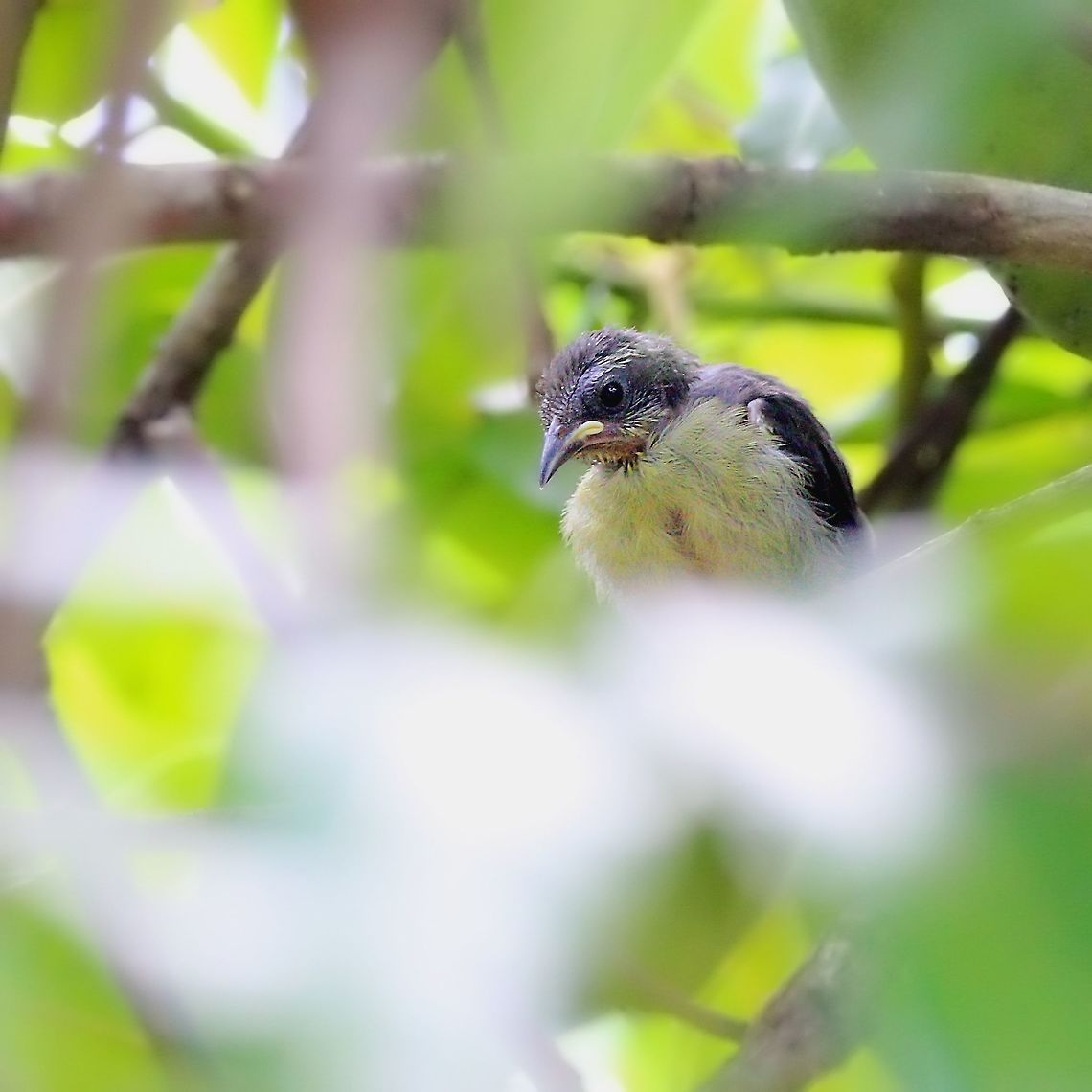 Juvenile Bananaquit (Coereba flaveola ssp. luteola) A juvenile Bananaquit in our mango tree. There is a bit of a sentimental story attached to this photo which will be way too long for me to write here, so I'll post it on the forum:)<br />
To read the story of this juvenile, visit the link below:<br />
<a href="https://www.jungledragon.com/forum/27/wildlife_stories/899/the_triumph_of_the_bananaquit.html" rel="nofollow">https://www.jungledragon.com/forum/27/wildlife_stories/899/the_triumph_of_the_bananaquit.html</a> Animalia,Animals,Aves,Bananaquit,Birds,Caribbean,Coereba flaveola,Coereba flaveola luteola,Trinidad and Tobago