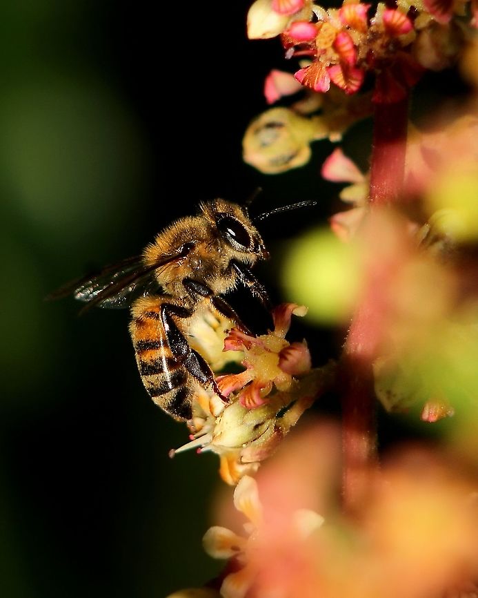 Western Honey Bee (Apis mellifera) A Western Honey Bee on a mango flower. This species is one of our most common species of bee, apart form the Africanized Bees which make up most Bee population in Trinidad, or so I have been told by a few beekeepers. Animalia,Animals,Apis mellifera,Bees,Caribbean,Insecta,Insects,Trinidad and Tobago,Western Honey Bee,Western honey bee,pollinator