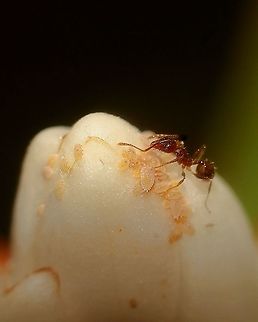 Tropical Fire Ant