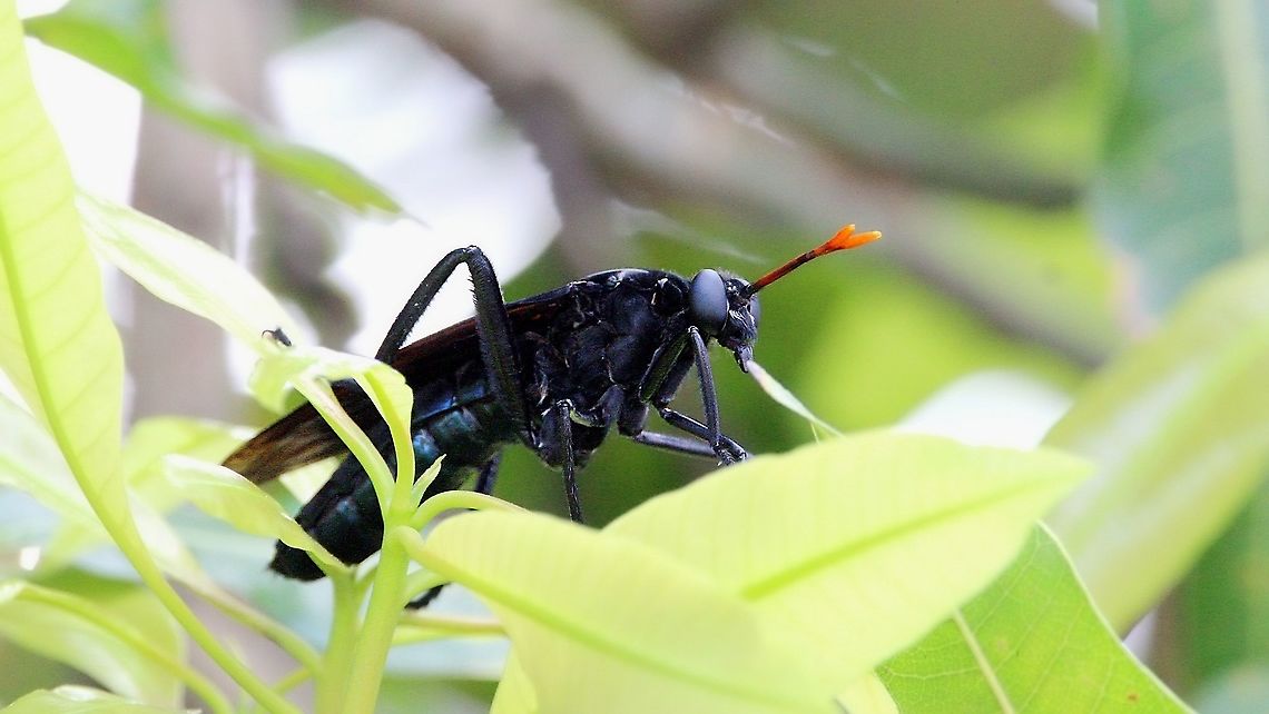 Tarantula Hawk Wasp Mimicking Mydas Fly (Protomydas coerulescens) A Mydas Fly on the mango tree last year. I had not noticed this insect until I was roughly six inches from it, at which point I marveled at its sheer size and then ran away. Animalia,Animals,Caribbean,Diptera,Flies,Insecta,Insects,Protomydas coerulescens,Tarantula Hawk Wasp Mimicking Mydas Fly,Trinidad and Tobago