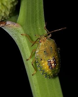 Stink Bug Nymph (Edessa meditabunda) The nymph of a species of Stink Bug known scientifically as Edessa meditabunda, which was seen on our Canna Lily plant. Hmm...maybe I should start uploading plant observations as well. Animalia,Animals,Caribbean,Edessa meditabunda,Insecta,Insects,Nymph,Stink Bug,Trinidad and Tobago,True Bugs