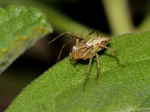 Striped Lynx Spider (Oxyopes salticus) A Striped Lynx Spider I saw in some weeds a couple months ago. I had a bit of a hiatus in posting photos to JungleDragon but mainly due to me trying to find ways to photograph plants in an aesthetically pleasing way, looking at photos online for inspiration. In addition to this, I am also trying to photograph birds I have no good photos of such as the Tropical Kingbird, White Eyed Parakeets, Blue and Yellow Macaw and Magnificent Frigatebird. Animalia,Animals,Arachnida,Arachnids,Caribbean,Oxyopes salticus,Spiders,Striped Lynx Spider,Trinidad and Tobago