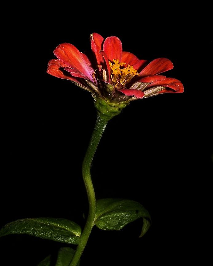 Zinnia A photo of a Zinnia flower I took some time ago, I was on a slight hiatus recently as I was in the process of photographing some flowers and other plants, however, I found a small collection of some of my old flower photography, so I figured I&#039;d post some from those. Caribbean,Flowers,Plantae,Plants,Trinidad and Tobago,Zinnia