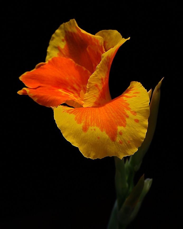 Canna Lily A Canna Lily I photographed last year. This flower interestingly enough was introduced to Trinidad and Tobago anthropogenically from India, when indentured labourers were brought to the Caribbean to work on sugar plantations in 1838. Canna Lily,Canna indica,Caribbean,Flowers,Indian-Shot,Plantae,Plants,Trinidad and Tobago