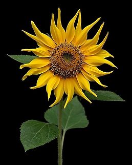 Sunflower A Sunflower I photographed in our yard. Caribbean,Common sunflower,Flowers,Helianthus annuus,Plantae,Plants,Sunflower,Trinidad and Tobago