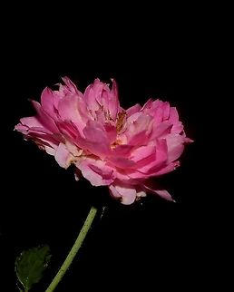 Pink Rose A Pink Rose I photographed some time ago. This particular plant flowers in large bunches year round (at least where I live). Caribbean,Flowers,Pink Rose,Plantae,Plants,Rose,Trinidad and Tobago