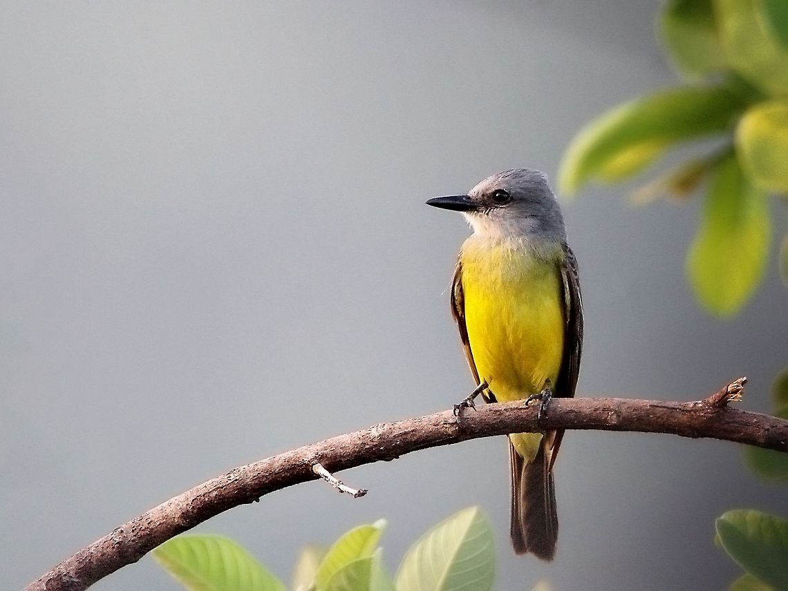 Tropical Kingbird (Tyrannus melancholicus) A Tropical Kingbird I photographed recently. Despite being one of Trinidad&#039;s most common urban birds, I somehow rarely ever see them in an appropriate perch or distance for me to get a good photo, this one is not the best, but it is my first so I figured I&#039;d still post it. Animalia,Animals,Aves,Birds,Caribbean,Trinidad and Tobago,Tropical Kingbird,Tyrannus melancholicus