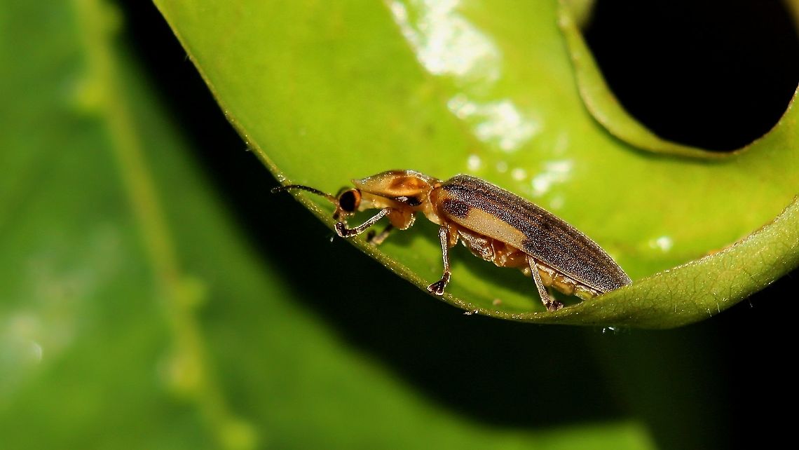 Firefly (Apisoma ignitum) A Firefly I photographed some months ago. These beetles are plentiful where I live and are locally known as either the Candle Fly or Lightning Bug. Animalia,Animals,Apisoma ignitum,Aspisoma ignitum,Beetles,Caribbean,Coleoptera,Firefly,Insecta,Insects,Lampyridae,Trinidad and Tobago