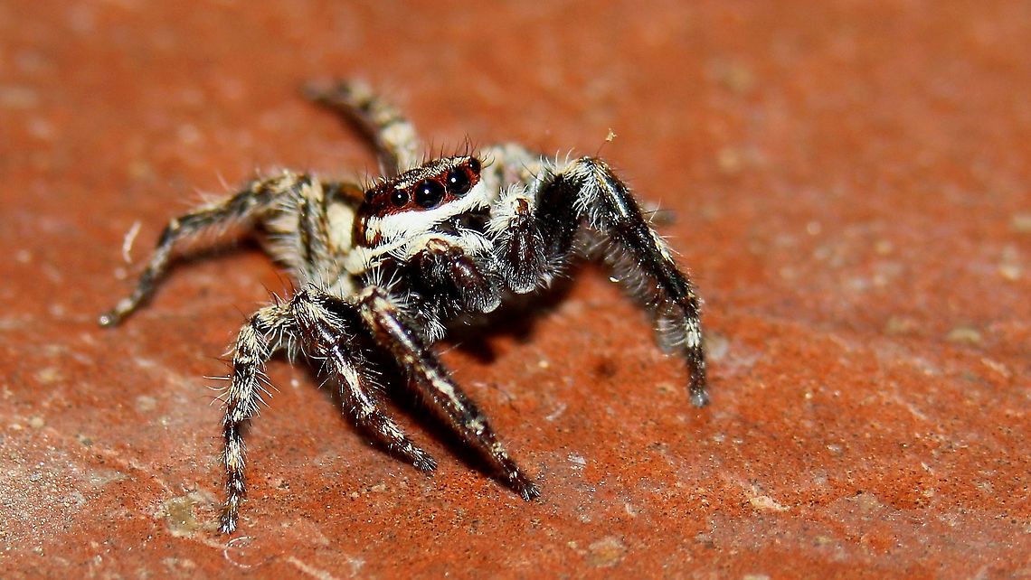 Gray Wall Jumping Spider (Menemerus bivittatus) A Gray Wall Jumping Spider on the ground. I always wondered what they would look like up close when I was younger, and finally found out years later. Animalia,Animals,Arachnida,Arachnids,Caribbean,Gray Wall Jumper,Gray wall jumper,Menemerus bivittatus,Spiders,Trinidad and Tobago