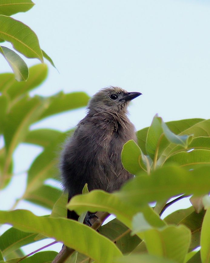 Palm Tanager (Thraupis palmarum) A Palm Tanager on an overcast day. I took this photo last year, while I was still learning the basics of bird photography (and I still am), I used my low megapixel body and my 75-300mm kit lens to take this photo. I noticed there is a lot of chromatic aberration but I still decided to upload it lol. Animalia,Animals,Aves,Birds,Caribbean,Palm Tanager,Thraupis palmarum,Trinidad and Tobago