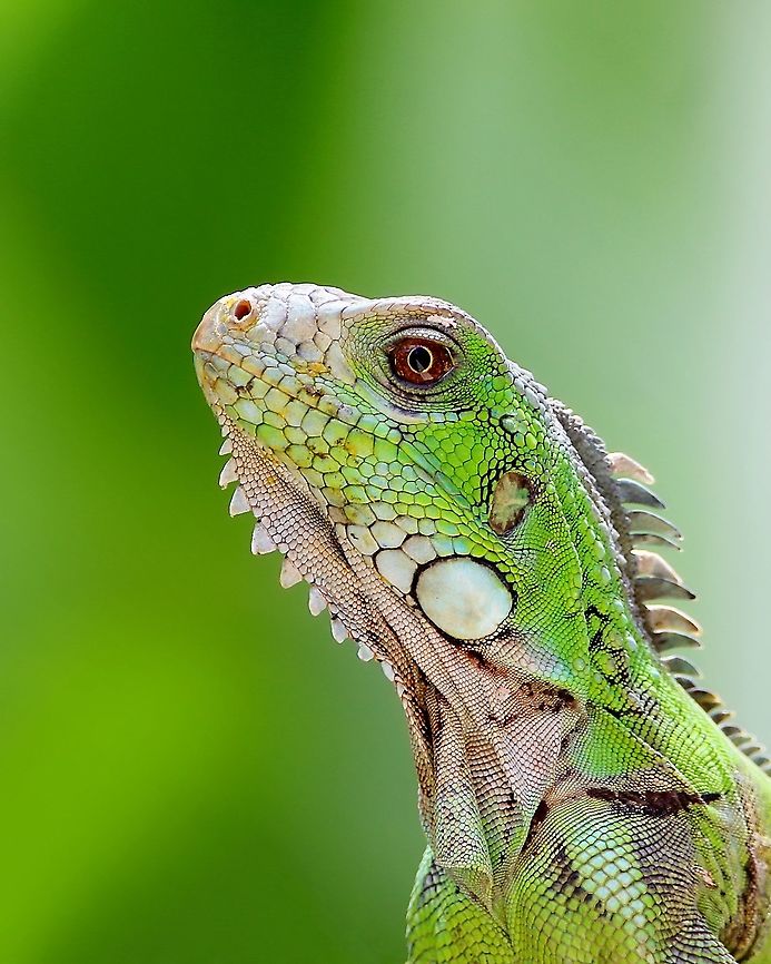 Green Iguana (Iguana iguana) A young adult Green Iguana I saw about a week ago. This individual was actually quite comfortable with my presence, however, I didn't want to push my luck and make the reptile run away so I zoomed all the way to get a portrait. Fun fact about these vibrant reptiles, in my country there are heavily hunted and in some areas are not easily seen which was the case in my area years ago, but where I live my neighbours started "farming" iguanas about 15 years ago as a source of food and they are now widespread around this part of my town and there are roughly 12 breeding iguanas which live near to us and always produce offspring each year.  Animalia,Animlas,Caribbean,Green Iguana,Green iguana,Iguana iguana,Reptiles,Reptilia,Trinidad and Tobago