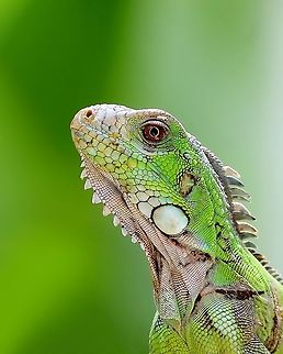 Green Iguana (Iguana iguana) A young adult Green Iguana I saw about a week ago. This individual was actually quite comfortable with my presence, however, I didn't want to push my luck and make the reptile run away so I zoomed all the way to get a portrait. Fun fact about these vibrant reptiles, in my country there are heavily hunted and in some areas are not easily seen which was the case in my area years ago, but where I live my neighbours started "farming" iguanas about 15 years ago as a source of food and they are now widespread around this part of my town and there are roughly 12 breeding iguanas which live near to us and always produce offspring each year.  Animalia,Animlas,Caribbean,Green Iguana,Green iguana,Iguana iguana,Reptiles,Reptilia,Trinidad and Tobago