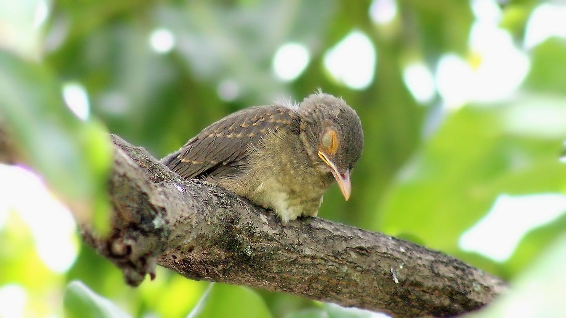 Spectacled Thrush (Turdus nudigenis) A juvenile Spectacled Thrush sleeping on a branch while its parents are in search of worms for it to eat. This photo, like many others I've been posting recently was taken last year with my Canon EOS 1300D and 75-300 mm kit lens. Animalia,Animals,Aves,Birds,Caribbean,Spectacled Thrush,Spectacled thrush,Trinidad and Tobago,Turdus nudigenis