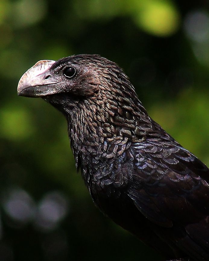 Smooth Billed Ani (Crotophaga ani) A portrait of a Smooth Billed Ani I took almost a year ago. Lately I&#039;ve been posting a lot of my old photos as the weather is pretty challenging in my country right now...the dreaded Climate Change at work. Animalia,Animals,Aves,Birds,Caribbean,Crotophaga ani,Smooth Billed Ani,Smooth-billed ani,Trinidad and Tobago