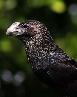 Smooth Billed Ani (Crotophaga ani) A portrait of a Smooth Billed Ani I took almost a year ago. Lately I've been posting a lot of my old photos as the weather is pretty challenging in my country right now...the dreaded Climate Change at work. Animalia,Animals,Aves,Birds,Caribbean,Crotophaga ani,Smooth Billed Ani,Smooth-billed ani,Trinidad and Tobago