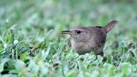 House Wren (Troglodytes aedon) A House Wren searching for food in the lawn. While it is a very common bird here in Trinidad, they are very timid and active, making them difficult for me to photograph in a natural setting.  Animalia,Animals,Aves,Birds,Caribbean,House Wren,House wren,Trinidad and Tobago,Troglodytes aedon