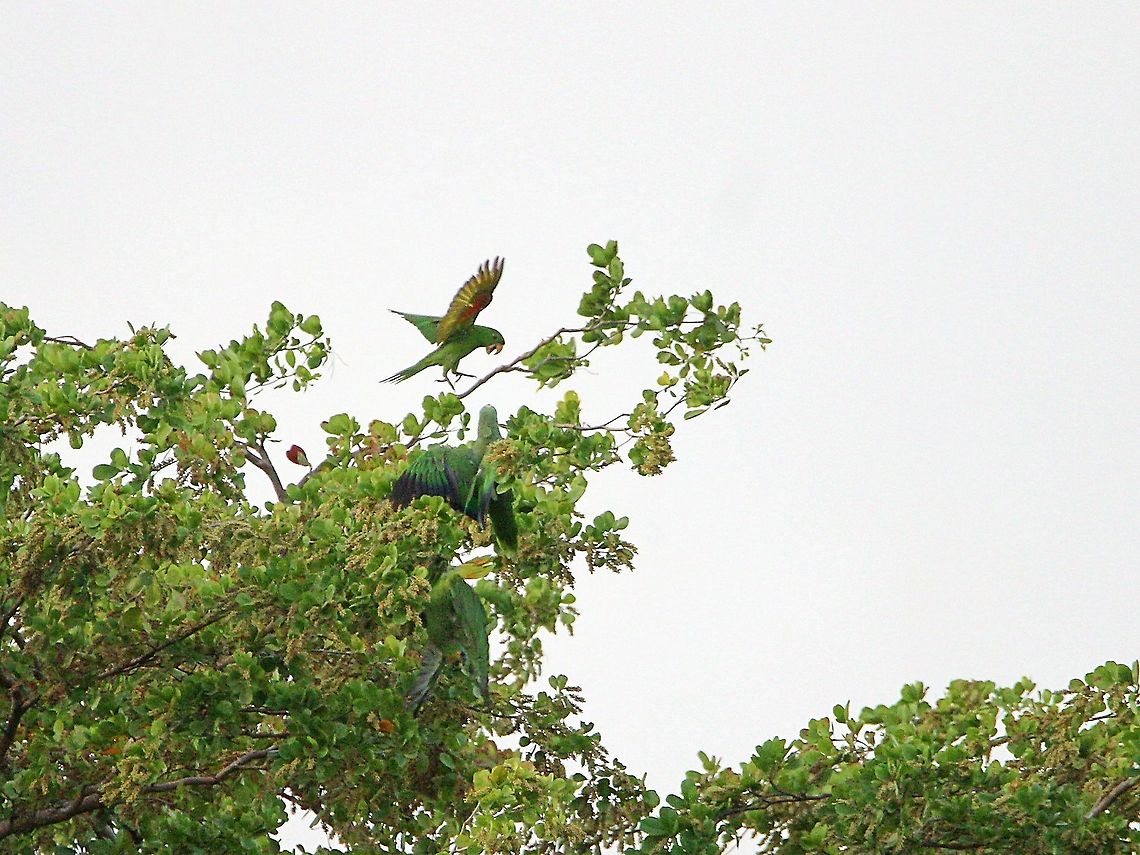 White Eyed Parakeet (Psittacara leucophthalmus) A White Eyed Parakeet, a rather uncommon species in my area (and in the country I think) in a bit of a dispute with two Orange Winged Parrots. I first saw one of these White Eyed Parakeets a couple of months ago and there are now a moderate sized population nesting in the area, my estimate is around 16-18 of them. While this is not a great photo and the quality is not that good (the photo was originally a silhouette) I still really like it for the species I captured as well as the moment between the three birds. Animalia,Animals,Aves,Birds,Caribbean,Psittacara leucophthalmus,Trinidad and Tobago,White Eyed Parakeet