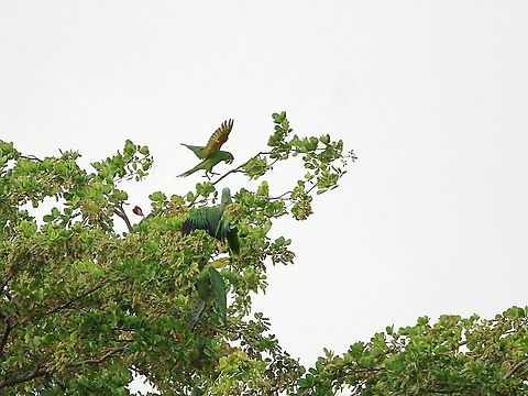 White Eyed Parakeet (Psittacara leucophthalmus) A White Eyed Parakeet, a rather uncommon species in my area (and in the country I think) in a bit of a dispute with two Orange Winged Parrots. I first saw one of these White Eyed Parakeets a couple of months ago and there are now a moderate sized population nesting in the area, my estimate is around 16-18 of them. While this is not a great photo and the quality is not that good (the photo was originally a silhouette) I still really like it for the species I captured as well as the moment between the three birds. Animalia,Animals,Aves,Birds,Caribbean,Psittacara leucophthalmus,Trinidad and Tobago,White Eyed Parakeet