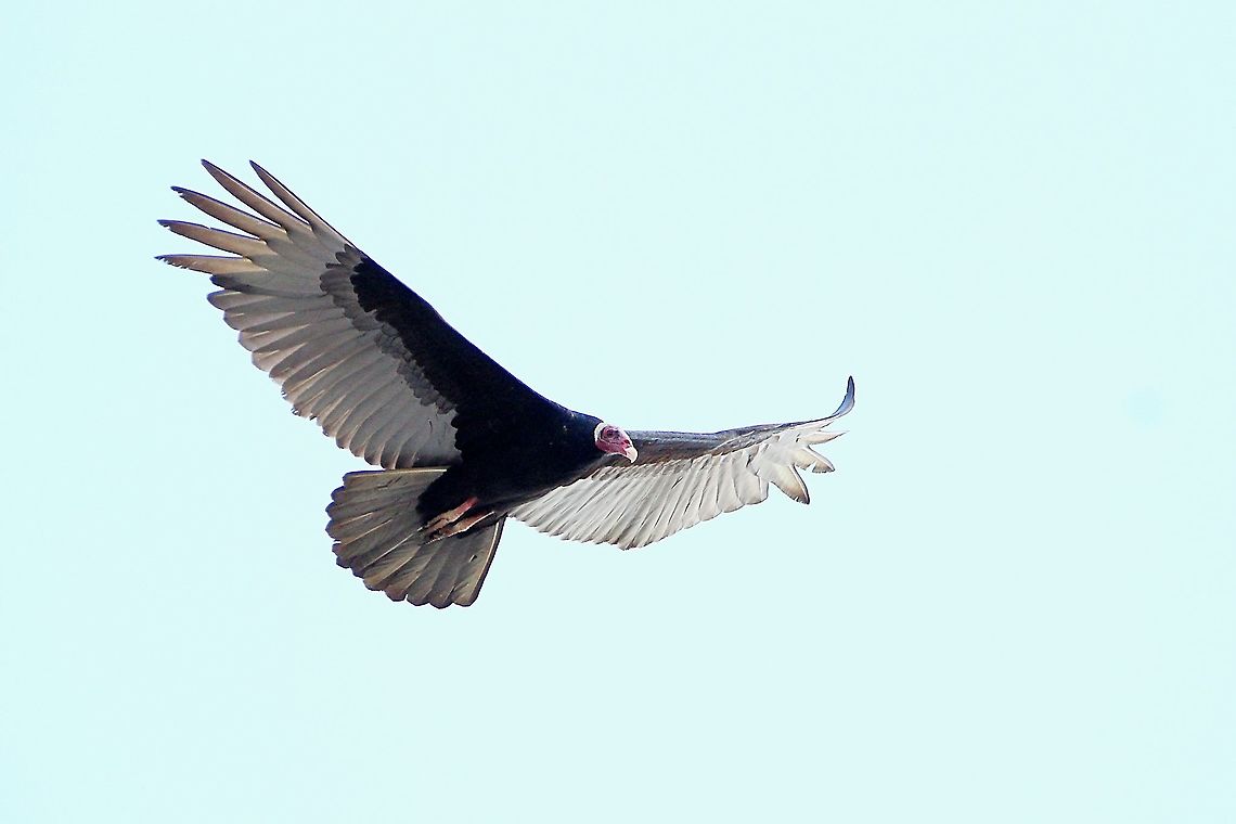 Turkey Vulture (Cathartes aura) A Turkey Vulture soaring in the sky. This image was one of my first photos I took after getting my Sigma 150-600 lens last year. Animalia,Animals,Aves,Birds,Caribbean,Cathartes aura,Trinidad and Tobago,Turkey Vulture,Turkey vulture
