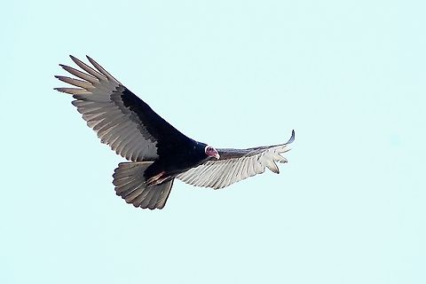 Turkey Vulture (Cathartes aura) A Turkey Vulture soaring in the sky. This image was one of my first photos I took after getting my Sigma 150-600 lens last year. Animalia,Animals,Aves,Birds,Caribbean,Cathartes aura,Trinidad and Tobago,Turkey Vulture,Turkey vulture
