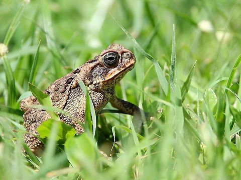 Cane Toad (Rhinella marina) A Cane Toad I saw on our lawn a couple of days ago. Despite being a super common species throughout Trinidad, it was my first sighting in a very long time, and also a strong indicator of ecosystem health. In addition to this sighting, I also spotted an Emerald-Eyed Tree Frog stuck to the bedroom window on the outside; while this too is a common species across both Trinidad and Tobago, it was my first sighting.  Amphibia,Amphibians,Animalia,Animals,Cane Toad,Cane toad,Caribbean,Rhinella marina,Toads,Trinidad and Tobago