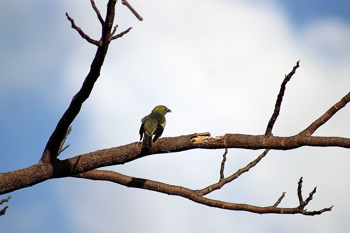 Palm Tanager (Thraupis palmarum) A Palm Tanager on the bare branch of a tree at the Mount St. Benedict Monastery, in the Northern Range of Trinidad. Since my last Palm Tanager post was not a good photo due to the chromatic aberration, I decided I would post another photo that I found satisfactory. The location I mentioned above is a Roman Catholic monastery and abbey in the Northern Range, Trinidad&#039;s largest and highest mountain range; from this location a wide variety of birds can be seen, especially high soaring species and species that occur at higher elevations.  Animalia,Animals,Aves,Birds,Caribbean,Palm Tanager,Thraupis palmarum,Trinidad and Tobago